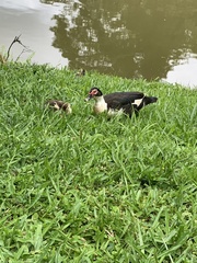 Cairina moschata domestica