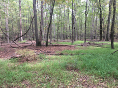 Microstegium vimineum