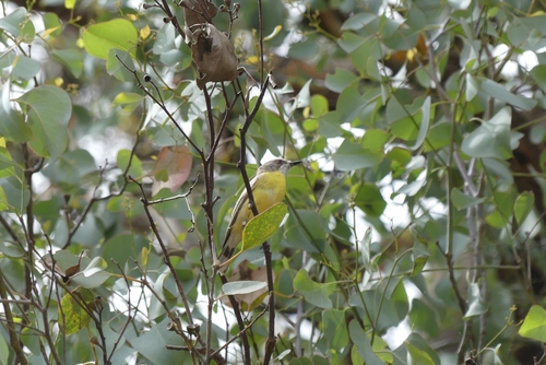 Weißkehlgerygone (Gerygone olivacea)
