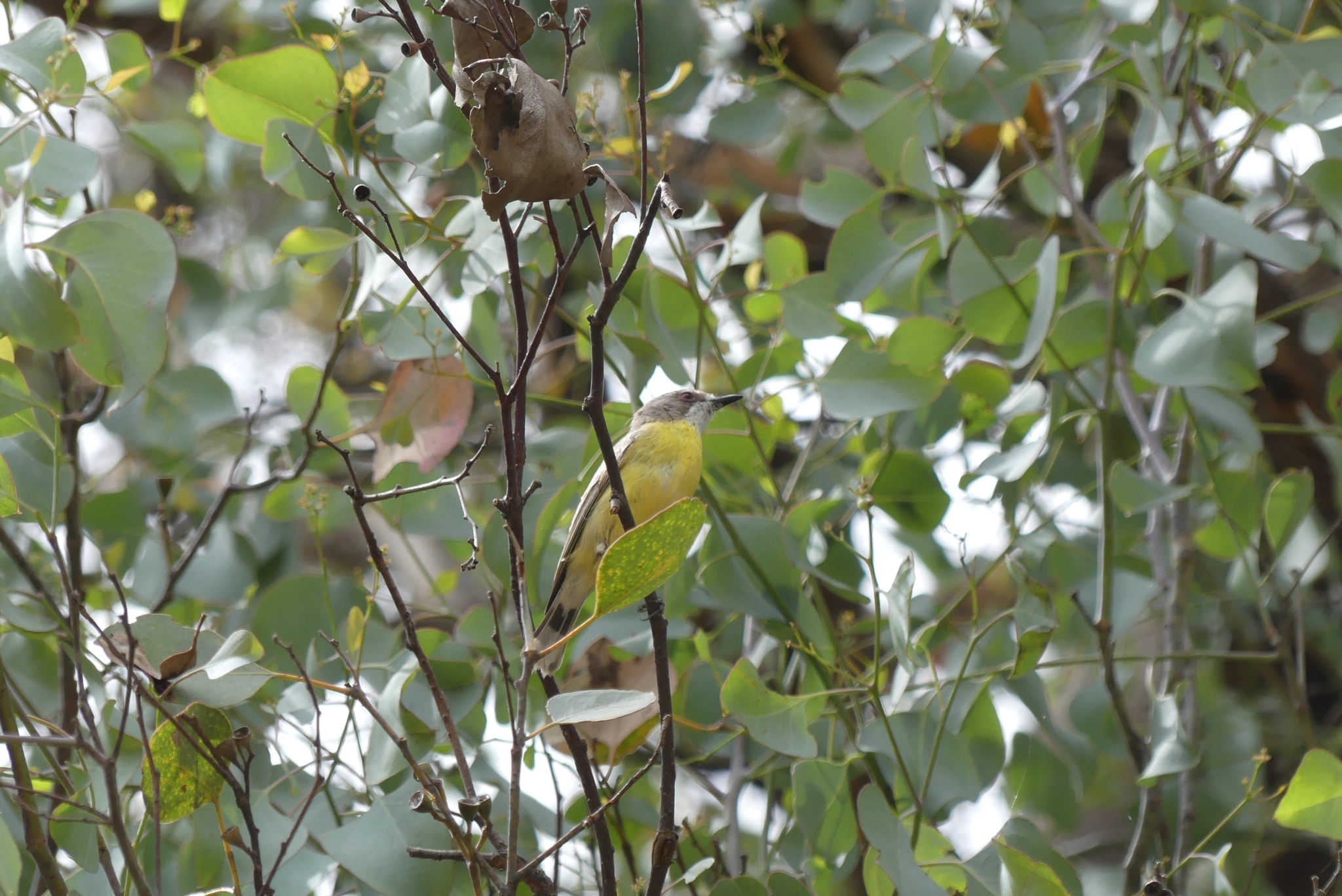 White-throated Gerygone (Gerygone olivacea)