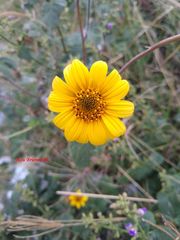 Tithonia tubaeformis