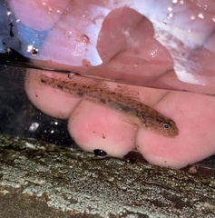 Freshwater Goby photo 4