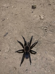 Spinosatibiapalpus trinitatis