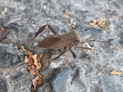 Acanthocephala thomasi