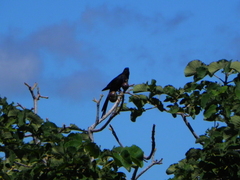 Caryocar brasiliense