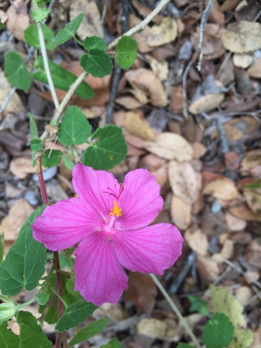 Pavonia lasiopetala