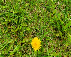 Taraxacum officinale
