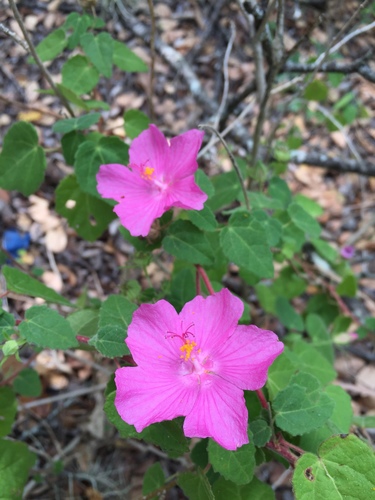 Pavonia lasiopetala