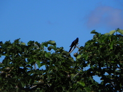 Caryocar brasiliense