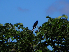 Caryocar brasiliense