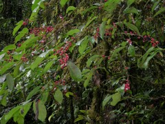 Lacistema aggregatum