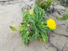 Sonchus megalocarpus