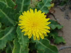 Sonchus megalocarpus