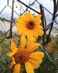 Tithonia tubaeformis