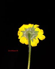 Tithonia tubaeformis