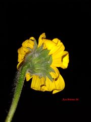 Tithonia tubaeformis