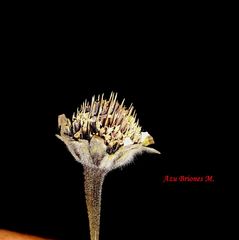 Tithonia tubaeformis