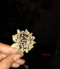 Tithonia tubaeformis