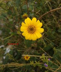 Tithonia tubaeformis