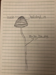 Psathyrella gracilis