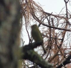 Empidonax occidentalis