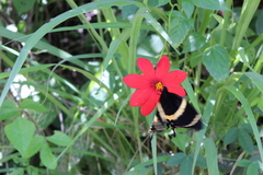 Papilio garamas garamas