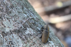 Chalcolepidius silbermanni