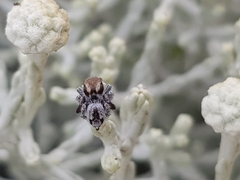 Maratus albus