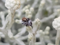 Maratus albus