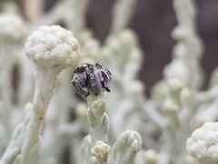 Maratus albus
