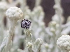 Maratus albus
