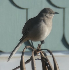 Mimus polyglottos