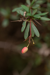 Berberis amoena