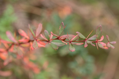 Berberis amoena