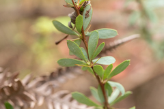 Berberis amoena