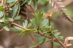 Berberis amoena