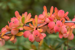 Berberis wilsoniae