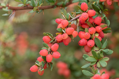 Berberis wilsoniae
