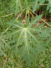 Carica papaya