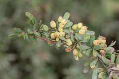 Berberis wilsoniae