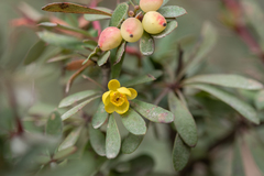 Berberis wilsoniae