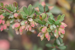 Berberis wilsoniae