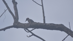 Melanerpes aurifrons