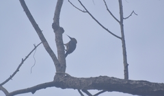 Melanerpes aurifrons