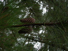 Pinus caribaea