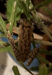 Osteopilus septentrionalis