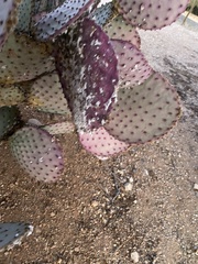 Dactylopius confusus