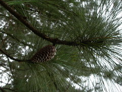 Pinus caribaea
