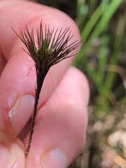 Dawsonia