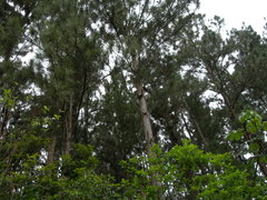 Pinus caribaea